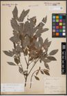 Foto von Salix cinerea L.